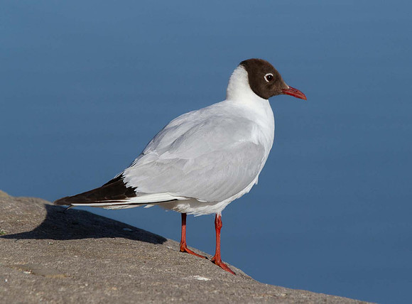 Black Headed Gull (Chroicocephalus ridibundas) -Wells next the sea UK
