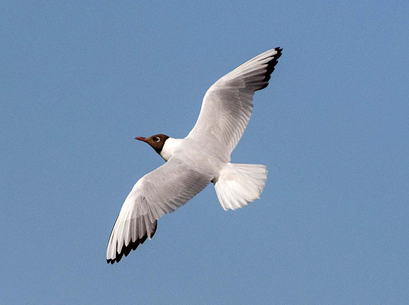 Black Headed Gull (Chroicocephalus ridibundas) -Wells next the sea UK