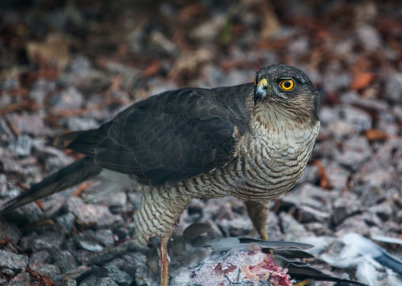 Sparrow Hawk ( Accipiter nisus) - Syston UK