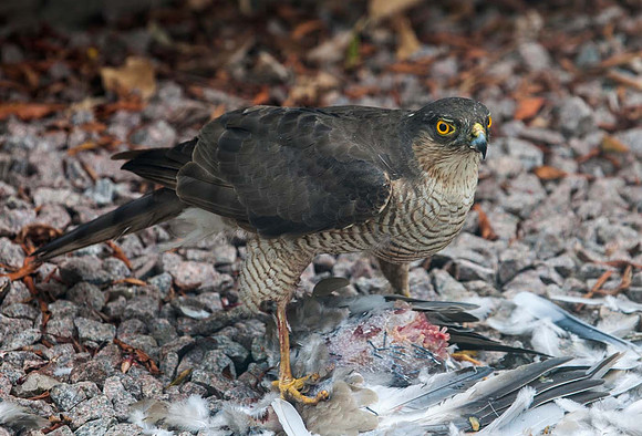 Sparrow Hawk ( Accipiter nisus) - Syston UK