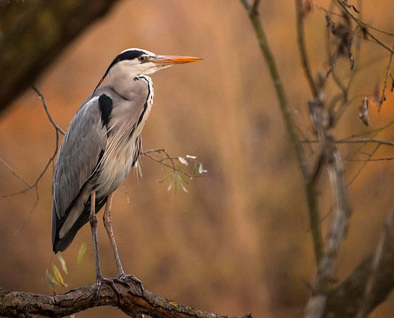 Grey Heron (Ardea cinerea) -Watermeade Syston UK
