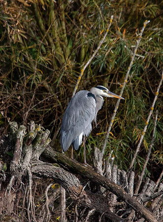 Grey Heron ( Ardea cinerea)- Rutland water UK