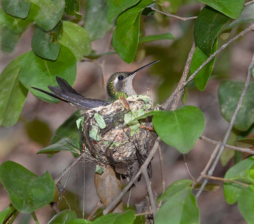 Emerald Humming bird ( Chlorostilbon ricordii) on nest - Cuba