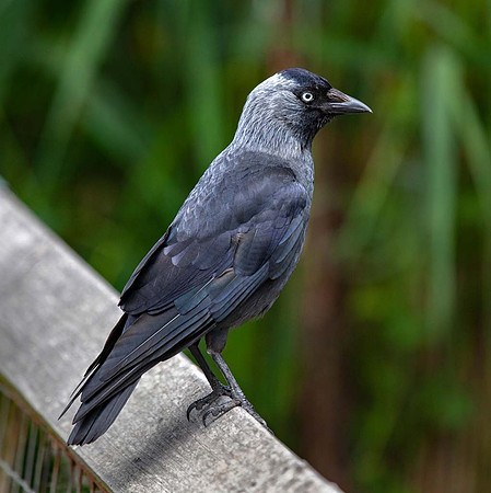 Jackdaw ( Corvus monedula) -Slimbridge UK
