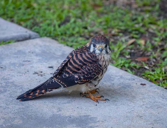 American Kestral ( Falco sparverius)  - St Lucia
