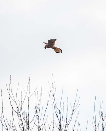Kestral ( Falco tinnunculus) -Syston UK