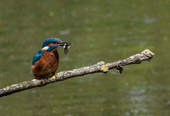 Kingfisher (Alcedo atthis) -Norfolk UK