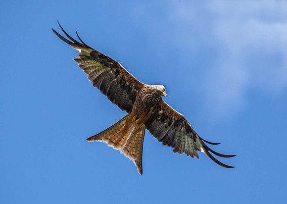 Red Kite (Milvus milvus) - Wales UK