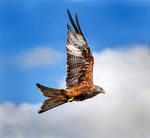 Red Kite (Milvus milvus) - Wales UK