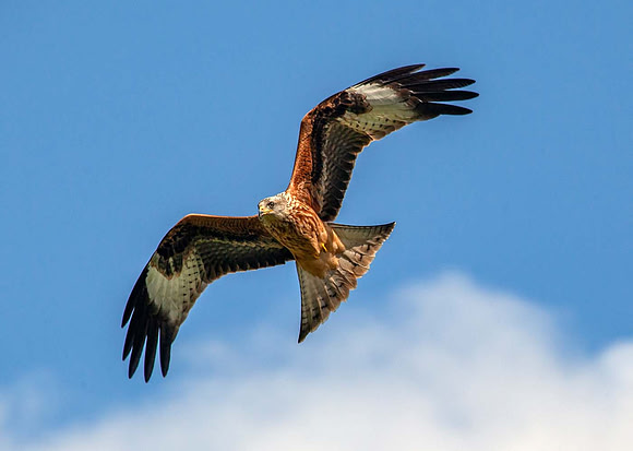 Red Kite (Milvus milvus) - Wales UK