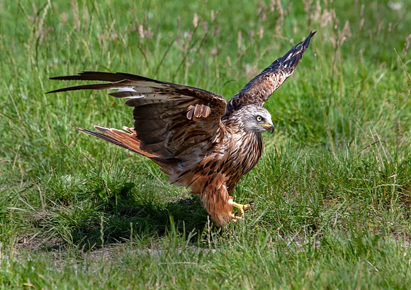Red Kite (Milvus milvus) - Wales UK