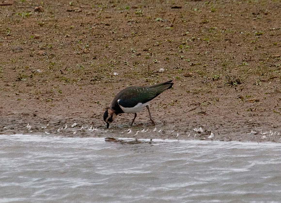 Lapwing ( Vanallus vanallus) - Rutland water UK