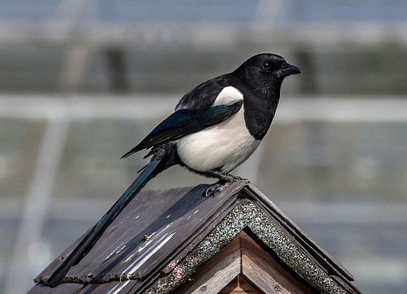 Magpie, (Pica pica)  Syston UK