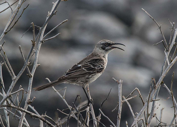 Mocking Bird (Mimus polyglottos) Galapagos _2014_12_03_0327