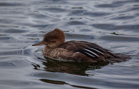 Red Breasted Merganser (Mergus serrator) Pensthorpe UK