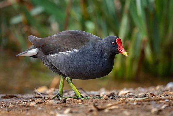 Moorhen (Gallinula chloropus) Pensthorpe UK