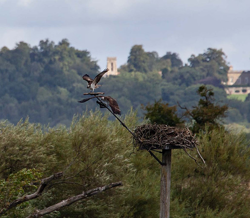 Osprey (Pandion halieatus) Rutland water UK