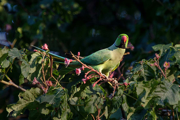 Ring-necked Parakeet (Krameri manillensis) London UK