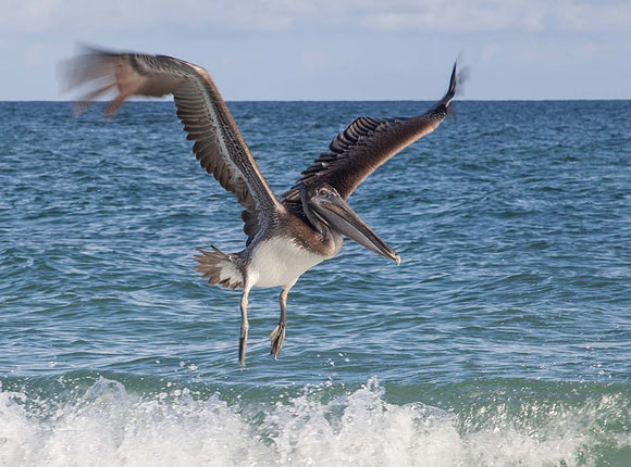Brown Pelican (Pelecanus occidentalis)  Cuba