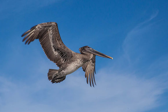 Brown Pelican (Pelecanus occidentalis)  Cuba