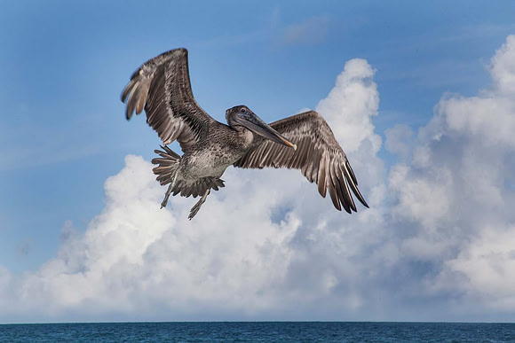 Brown Pelican (Pelecanus occidentalis)  Cuba