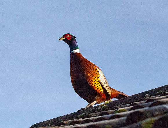Golden Pheasant (Chrysolophus pictus) Syston UK