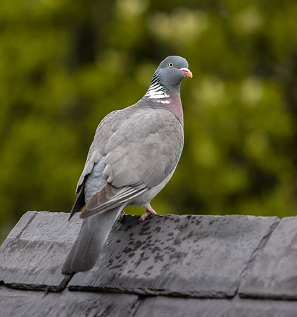 Wood Pigeon (Columba palumbas) Syston UK