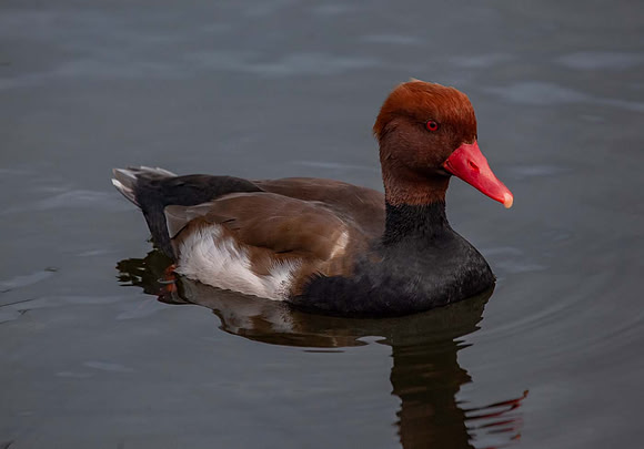 Red Crested Pochard (Netta rufina) Pensthorpe UK
