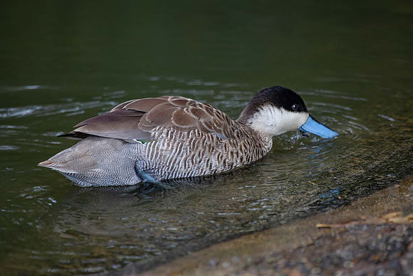 Puna Teal (Anus Versicolor puna)_IMG_9125