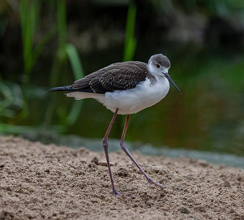 Redshank (Tringa totanus) Pensthorpe UK
