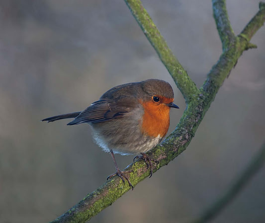 Robin (Erithacus rubicula) Syston UK