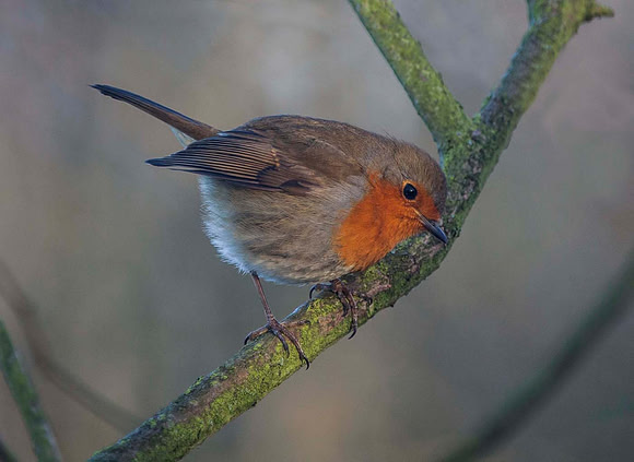 Robin (Erithacus rubicula) Syston UK