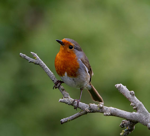 Robin (Erithacus rubicula) Syston UK