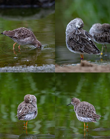 Ruff (Philomachus pugnax) Slimbridge UK