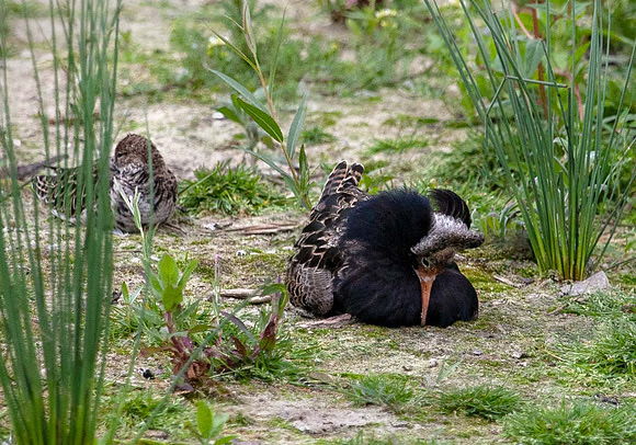 Ruff (Philomachus pugnax) Slimbridge UK