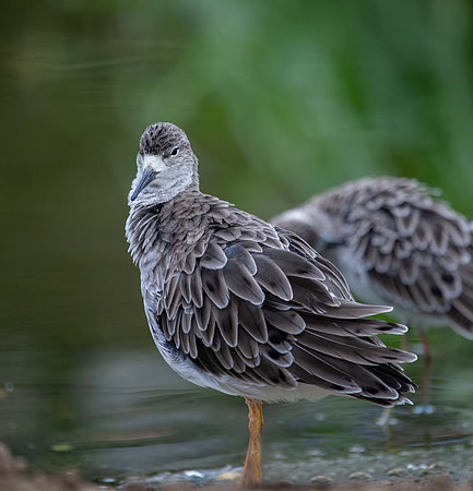 Ruff (Philomachus pugnax) Slimbridge UK