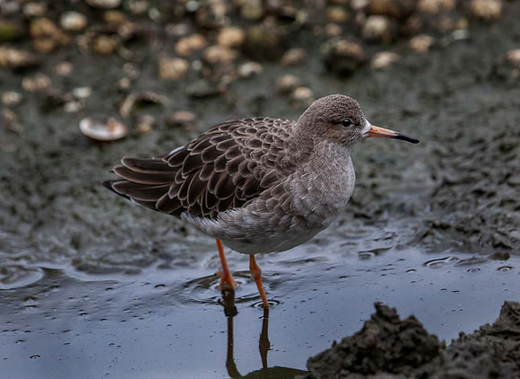 Ruff (Philomachus pugnax) Slimbridge UK