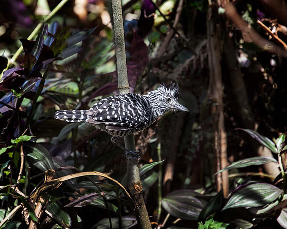 Barred Ant shrike (Thamnophilus doliatus) Tobago