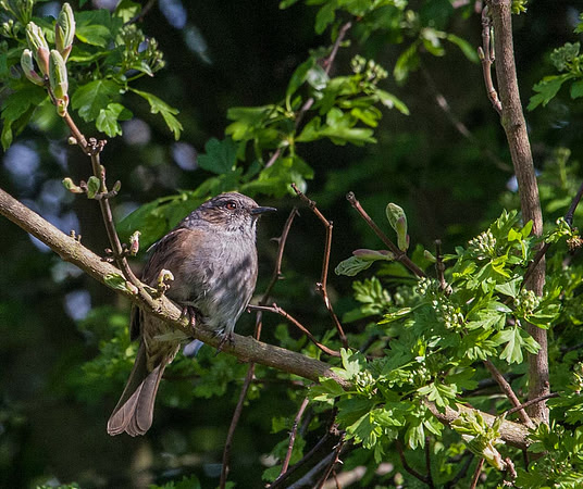 Hedge Sparrow or Dunnock (Prunella modularis) Syston UK