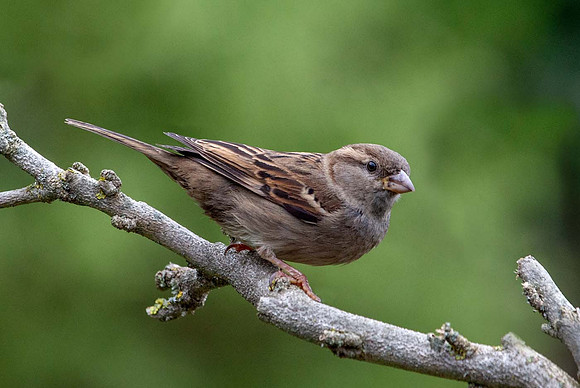 House Sparrow  Female (Passer domesticus) Syston UK