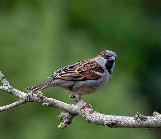 House Sparrow male (Passer domesticus) Syston UK