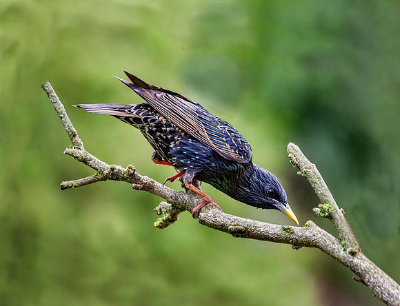 Starling (Sturnus vulgaris) Syston UK