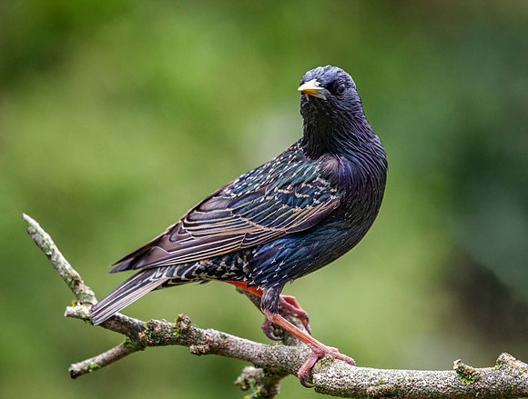 Starling (Sturnus vulgaris) Syston UK