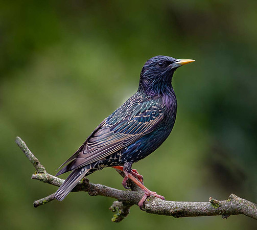Starling (Sturnus vulgaris) Syston UK