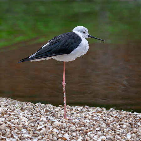 Black winged stilt (Himantopus himantopus) Pensthorpe UK