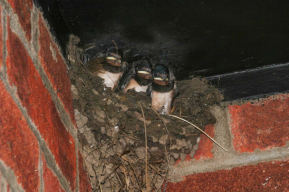 Swallows nest with young (Hirundu rustica) Wells-Next-the-Sea UK