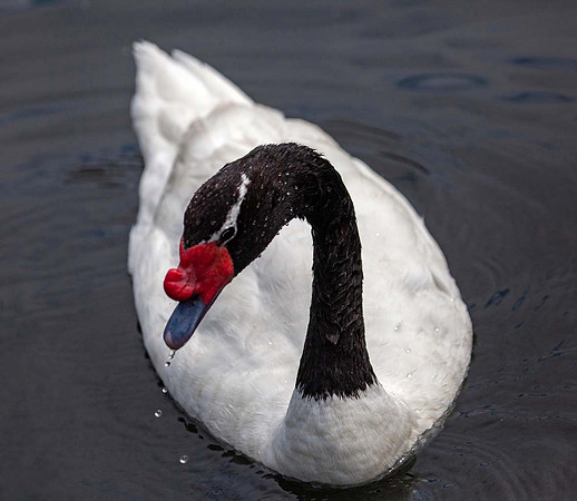 Swan_Black necked_(Cygnus melancoryphus)_1996