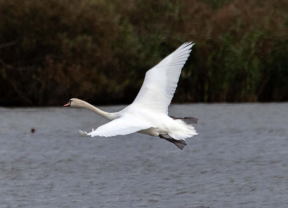 Mute Swan (Cygnus olor) Syston UK