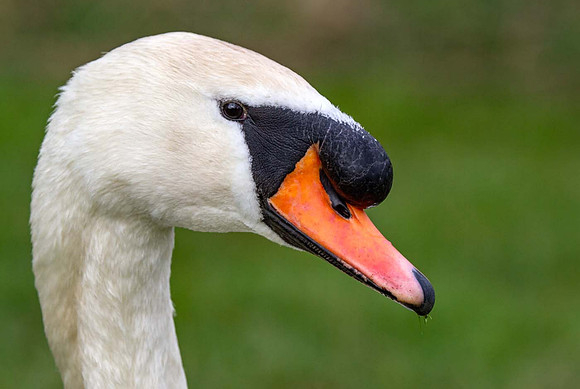 Mute Swan (Cygnus olor) Syston UK