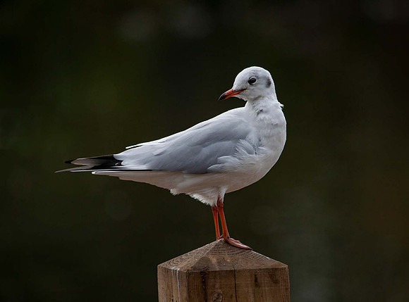Common Tern ( Sterna hirundu) Switherland UK